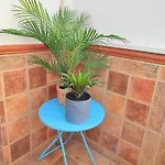 Apartment Palm Tree House