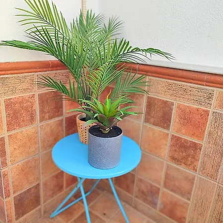 Апартаменты Palm Tree House